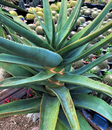 Aloe az erekció elősegítésére