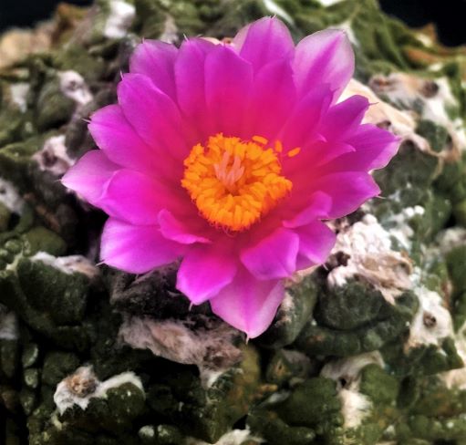 Ariocarpus fissuratus in bloom. 