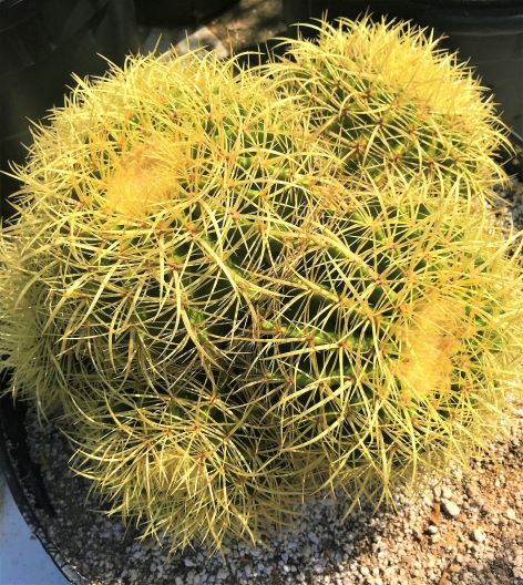 Echinocactus grusonii clump as they mature. 