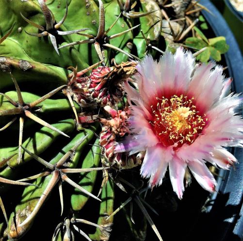 In full bloom. 