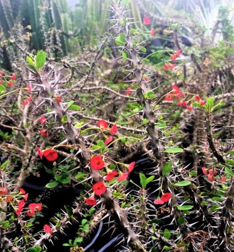 This species loses it leaves during the colder months. It never loses its leaves if kept as a houseplant. 