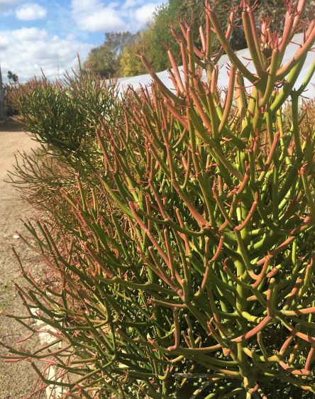 During the colder months, branches take on a pinkish-red color.
