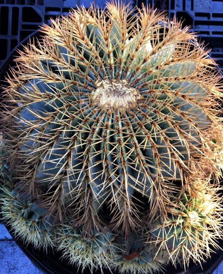 Mother plant with clumping offspring.