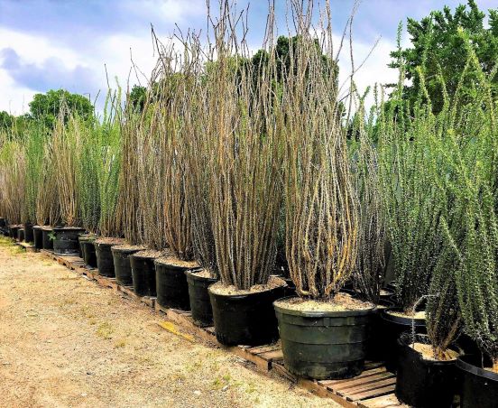 Middle plants are in state of winter dormancy. They are healthy. 