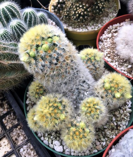 Note forming of yellowish-white flower buds.