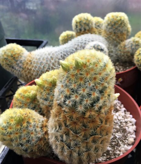Note forming of yellowish-white flower buds.