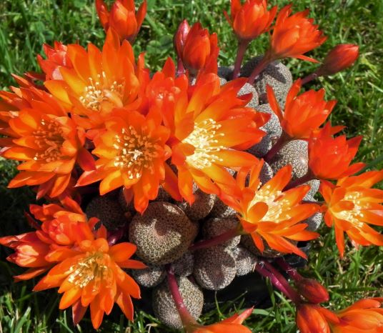 Rebutia heliosa in full bloom. Spectacular! Rebutia heliosa in full bloom. Spectacular!